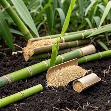 Composting bagasse products