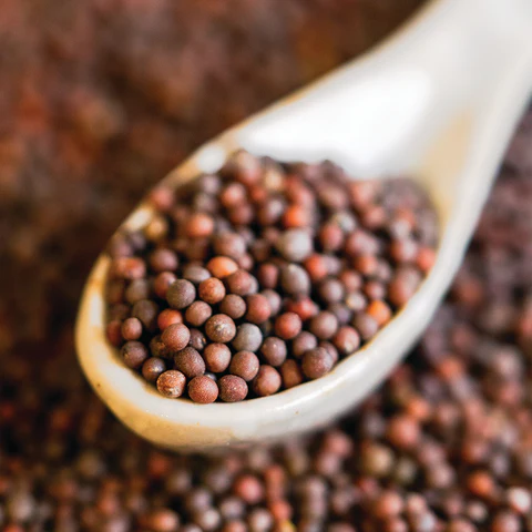 Brown Mustard Seeds